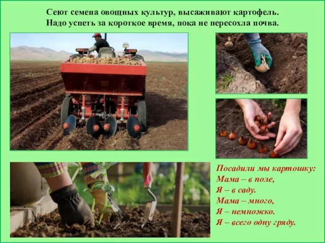 Сеют семена овощных культур, высаживают картофель. Надо успеть за короткое время,