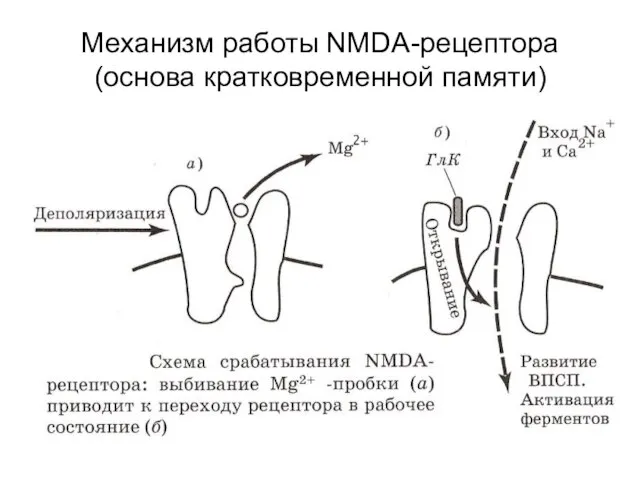 Механизм работы NMDA-рецептора (основа кратковременной памяти)
