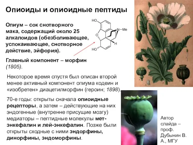 Опиоиды и опиоидные пептиды Опиум – сок снотворного мака, содержащий около