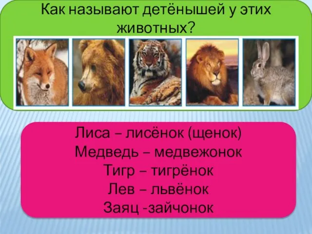 Как называют детёнышей у этих животных? Лиса – лисёнок (щенок) Медведь