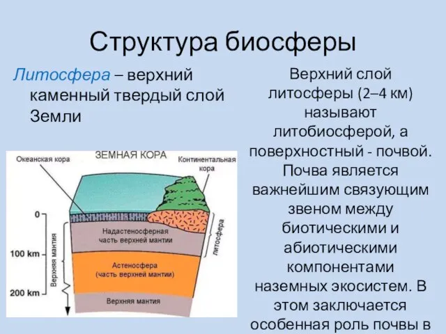 Структура биосферы Верхний слой литосферы (2–4 км) называют литобиосферой, а поверхностный