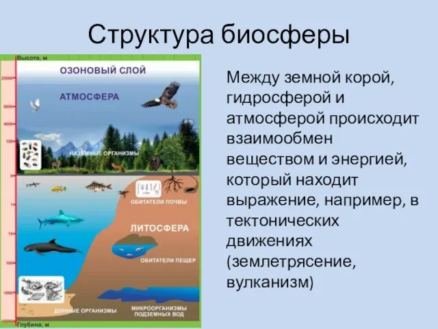 Структура биосферы Между земной корой, гидросферой и атмосферой происходит взаимообмен веществом