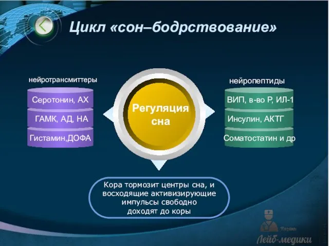 Цикл «сон–бодрствование» Регуляция сна Кора тормозит центры сна, и восходящие активизирующие