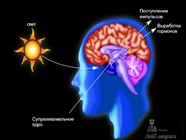 свет Супрахиазмальное ядро Поступление импульсов Выработка гормонов