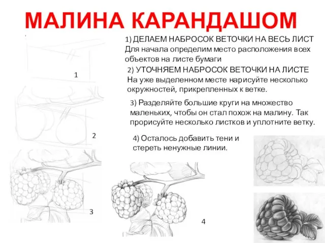 МАЛИНА КАРАНДАШОМ 1 1) ДЕЛАЕМ НАБРОСОК ВЕТОЧКИ НА ВЕСЬ ЛИСТ Для