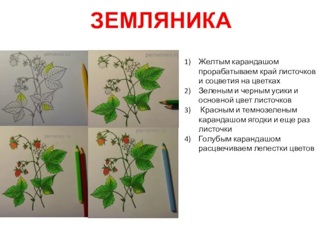 ЗЕМЛЯНИКА Желтым карандашом прорабатываем край листочков и соцветия на цветках Зеленым