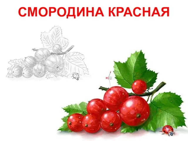 СМОРОДИНА КРАСНАЯ