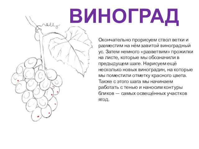 Окончательно прорисуем ствол ветки и разместим на нём завитой виноградный ус.