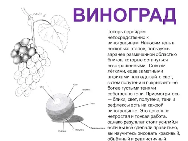 ВИНОГРАД Теперь перейдём непосредственно к виноградинам. Наносим тень в несколько этапов,