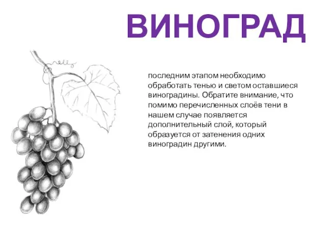 ВИНОГРАД последним этапом необходимо обработать тенью и светом оставшиеся виноградины. Обратите