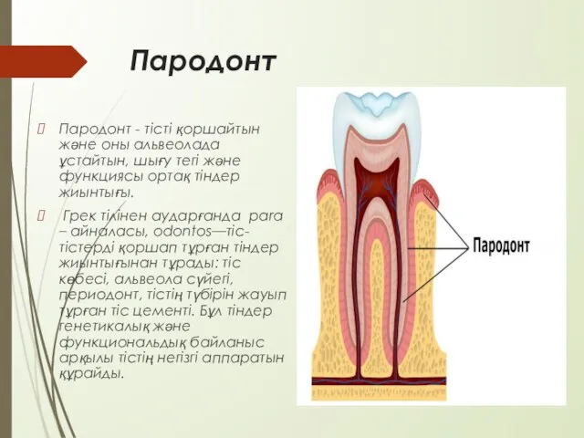 Пародонт Пародонт - тісті қоршайтын және оны альвеолада ұстайтын, шығу тегі