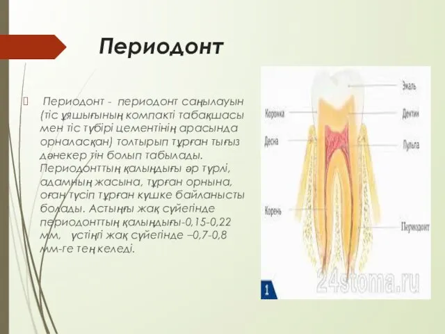 Периодонт Периодонт - периодонт саңылауын (тіс ұяшығының компакті табақшасы мен тіс