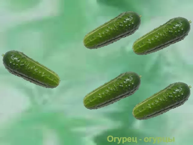 Огурец - огурцы