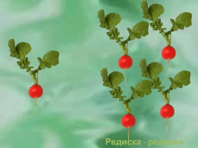 Редиска - редиски