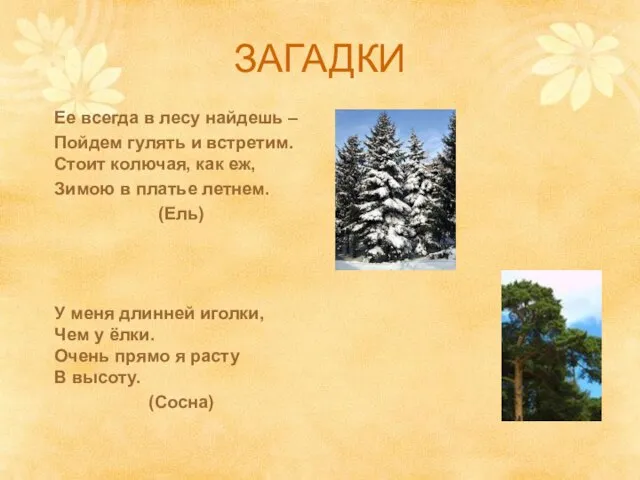 ЗАГАДКИ Ее всегда в лесу найдешь – Пойдем гулять и встретим.