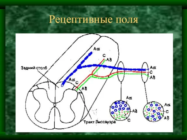 Рецептивные поля