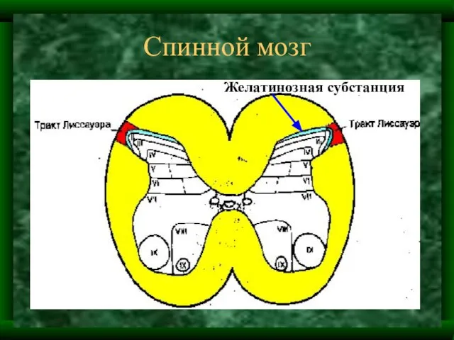 Спинной мозг Желатинозная субстанция