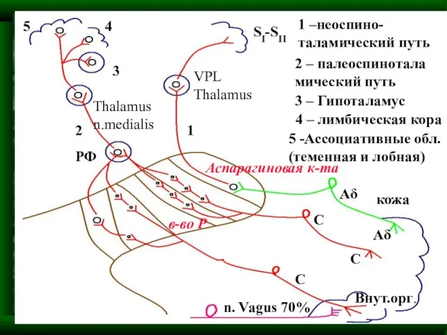 кожа Внут.орг. Аδ Аδ С С С n. Vagus 70% VPL