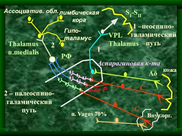 Аδ VPL Thalamus SI-SII Аспарагиновая к-та 1 1 –неоспино- таламический путь