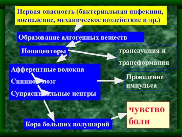 Первая опасность (бактериальная инфекция, воспаление, механическое воздействие и др.) Кора больших