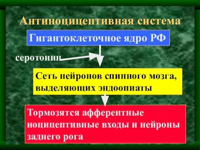 Антиноцицептивная система Гигантоклеточное ядро РФ Сеть нейронов спинного мозга, выделяющих эндоопиаты