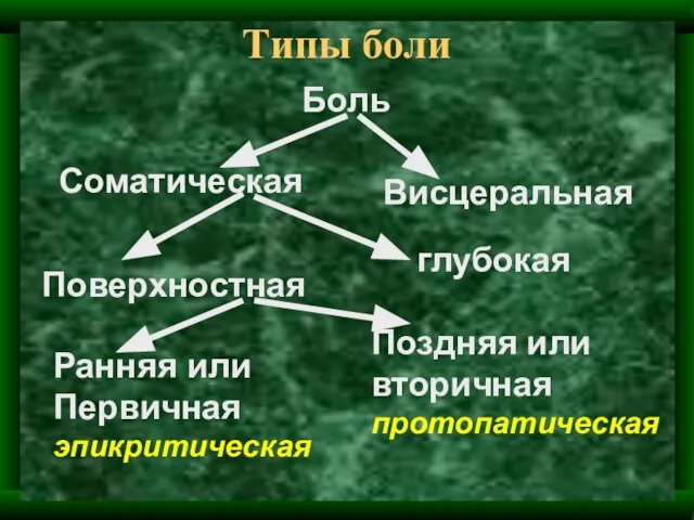 Типы боли Боль Соматическая Висцеральная Поверхностная глубокая Ранняя или Первичная эпикритическая Поздняя или вторичная протопатическая