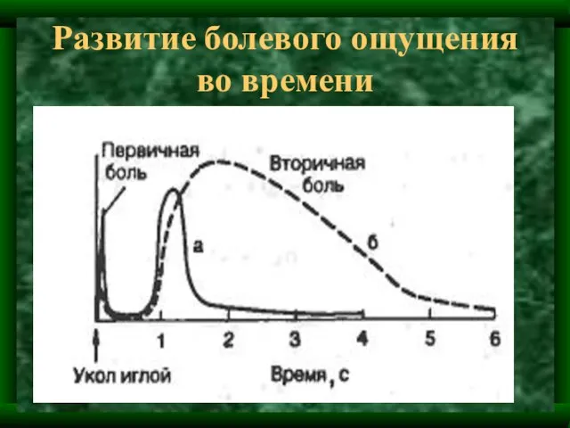 Развитие болевого ощущения во времени