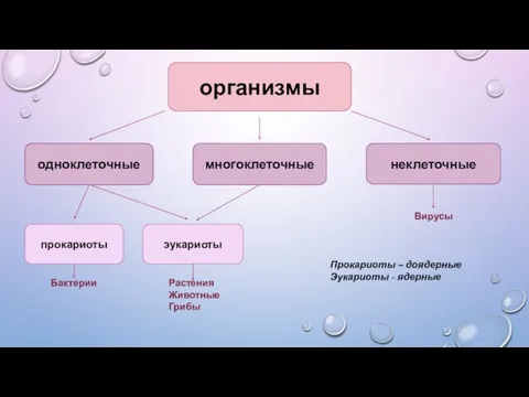 организмы одноклеточные многоклеточные неклеточные прокариоты эукариоты Бактерии Растения Животные Грибы Вирусы