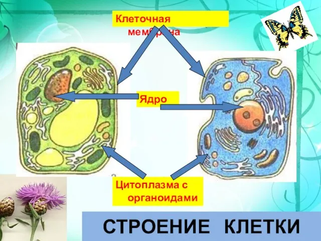 Клеточная мембрана Ядро Цитоплазма с органоидами СТРОЕНИЕ КЛЕТКИ