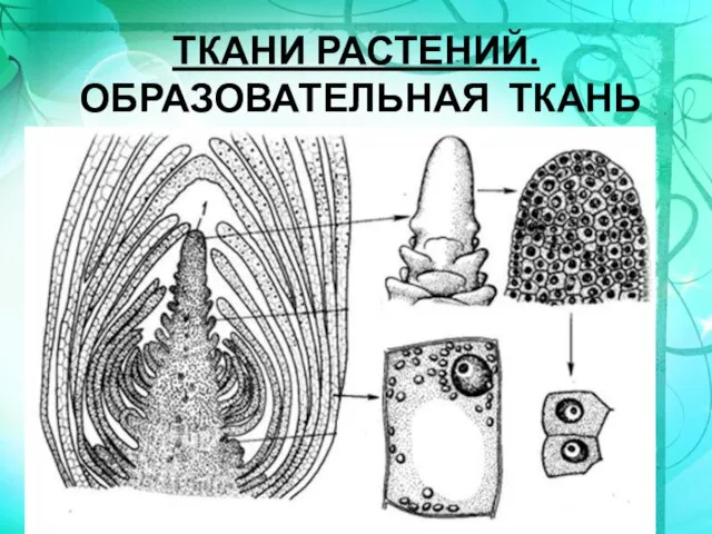 ТКАНИ РАСТЕНИЙ. ОБРАЗОВАТЕЛЬНАЯ ТКАНЬ