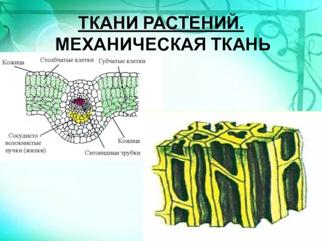 ТКАНИ РАСТЕНИЙ. МЕХАНИЧЕСКАЯ ТКАНЬ