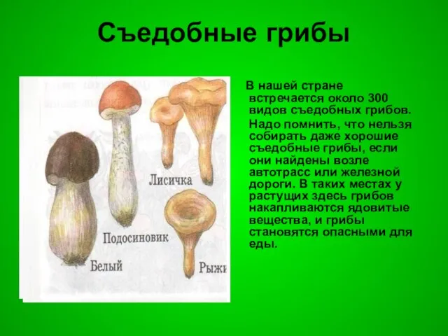 Съедобные грибы В нашей стране встречается около 300 видов съедобных грибов.