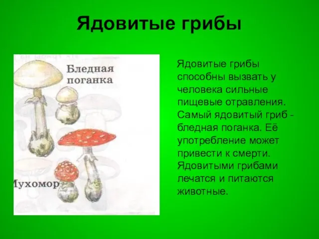 Ядовитые грибы Ядовитые грибы способны вызвать у человека сильные пищевые отравления.