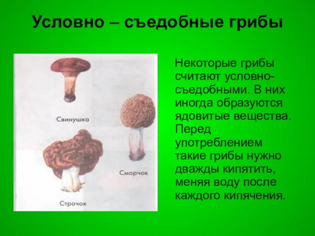 Условно – съедобные грибы Некоторые грибы считают условно-съедобными. В них иногда