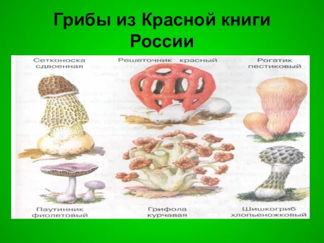 Грибы из Красной книги России