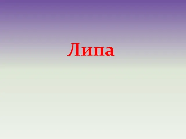 Липа