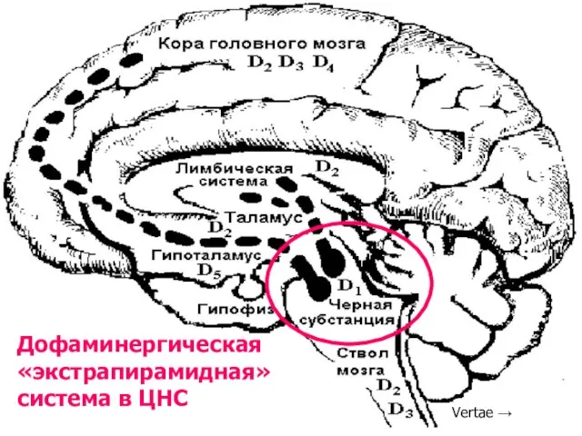 Дофаминергическая «экстрапирамидная» система в ЦНС Vertae →