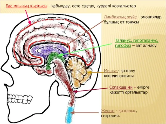 Бас миының қыртысы - қабылдау, есте сақтау, күрделі қозғалыстар Лимбиялық жүйе