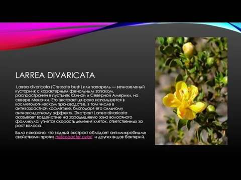 LARREA DIVARICATA Larrea divaricata (Creosote bush) или чапарель — вечнозеленый кустарник