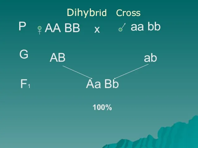 Р АА ВВ аа bb х G АВ аb F1 Аа Bb 100% Dihybrid Cross