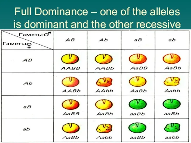 Full Dominance – one of the alleles is dominant and the other recessive