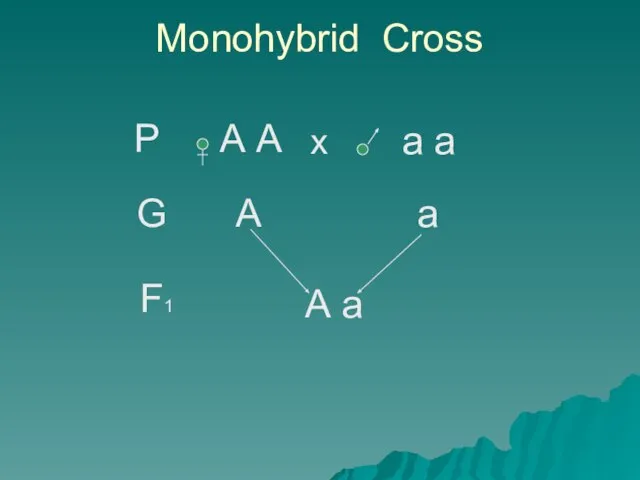 Monohybrid Cross Р А А а а х G А а F1 А а