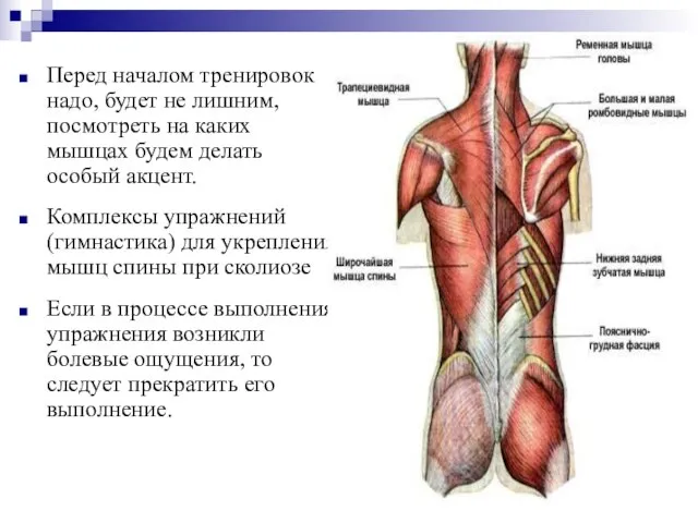 Перед началом тренировок надо, будет не лишним, посмотреть на каких мышцах