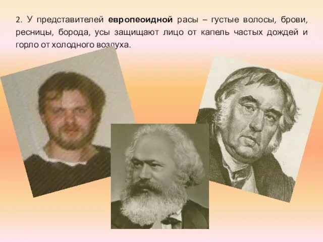 2. У представителей европеоидной расы – густые волосы, брови, ресницы, борода,