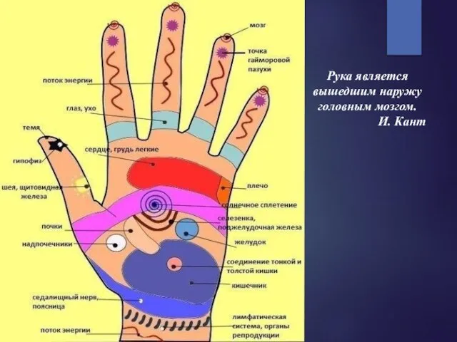 Рука является вышедшим наружу головным мозгом. И. Кант