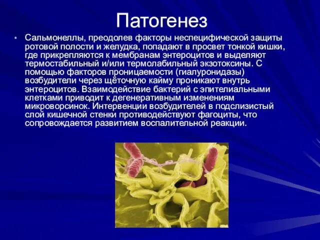 Патогенез Сальмонеллы, преодолев факторы неспецифической защиты ротовой полости и желудка, попадают