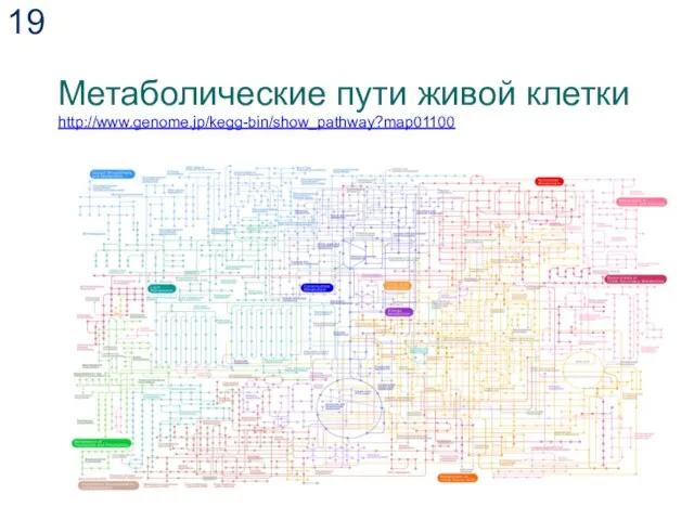 Метаболические пути живой клетки http://www.genome.jp/kegg-bin/show_pathway?map01100