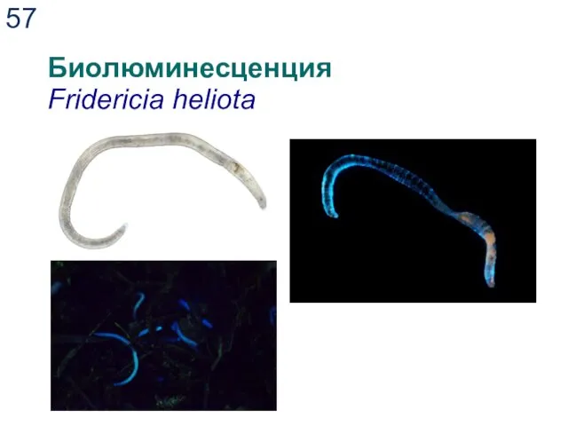 Биолюминесценция Fridericia heliota