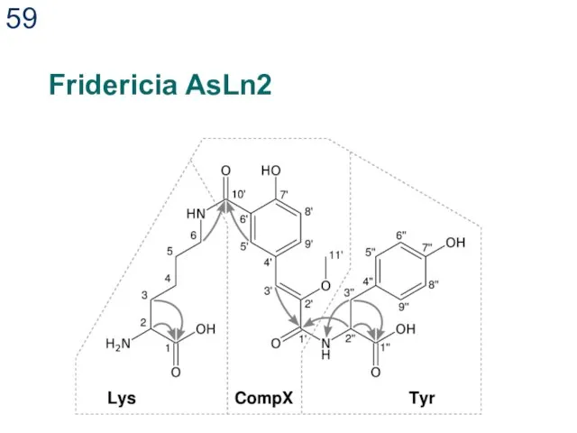 Fridericia AsLn2