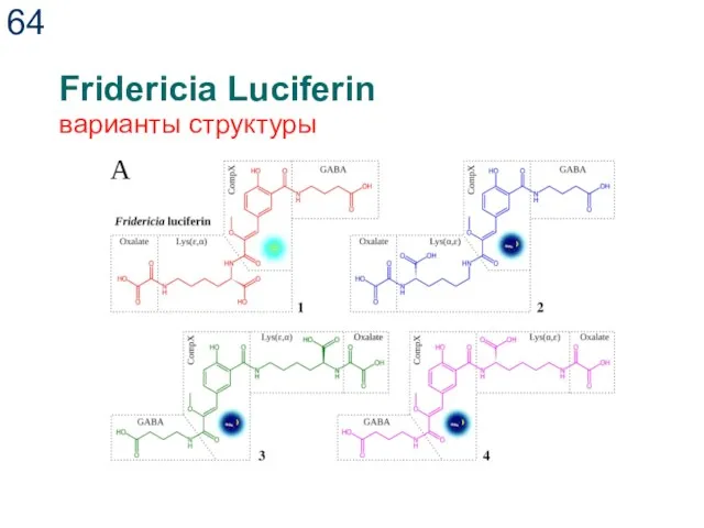 Fridericia Luciferin варианты структуры